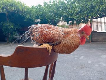 Galletto olive egger (legbar X marans)