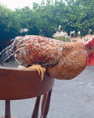 Galletto olive egger (legbar X marans)