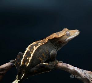 Geco ciliatus