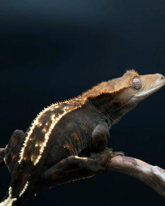 Geco ciliatus