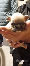 Cuccioli bulldog francese