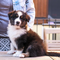 Cucciola di pastore australiano con Pedigree