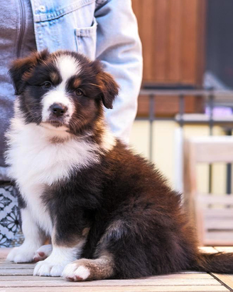 Cucciola di pastore australiano con Pedigree