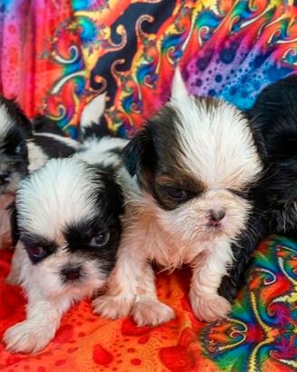 Cuccioli shih-tzu