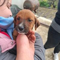 Cuccioli meticci
