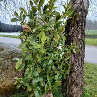 Servizi di progettazione siepe