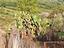 Immagine 26