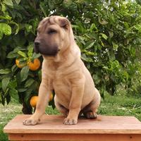 Cucciolo Shar Pei