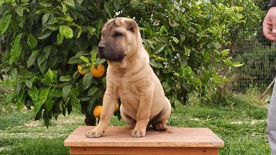 Cucciolo Shar Pei