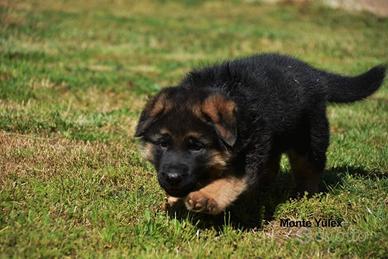 Cuccioli di Pastore Tedesco