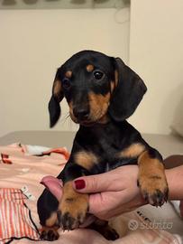 Bassotto nero focato