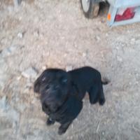 Bracco Nero