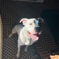 Dogo argentino per monta