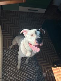 Dogo argentino per monta
