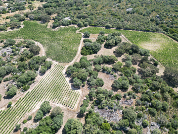 Terreno più vigna