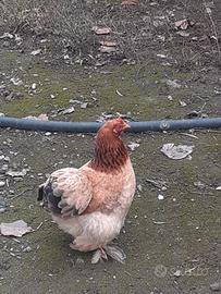 Galline cocincine nane