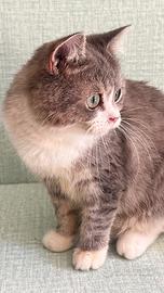 Gattino Scottish straight