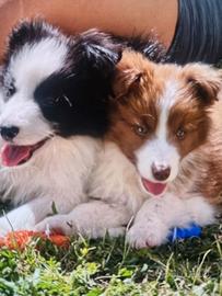 cuccioli   border   collie   super stars