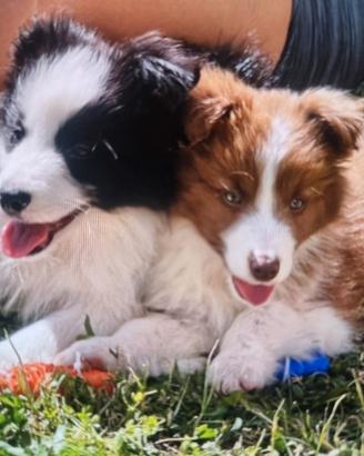 cuccioli   border   collie   super stars