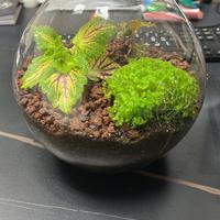 Terrario orchidea gioiello