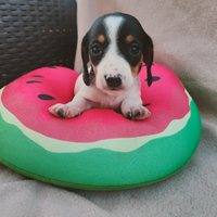 Bassotto piebald