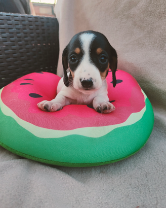 Bassotto piebald