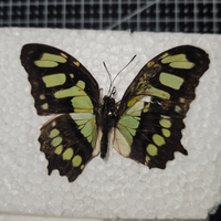 Esemplare di malachite spillato