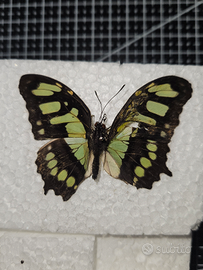 Esemplare di malachite spillato