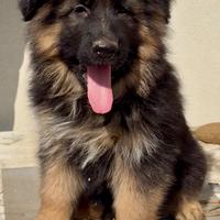 Cucciolo di pastore tedesco a pelo lungo