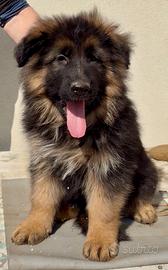 Cucciolo di pastore tedesco a pelo lungo