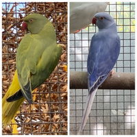 Coppia parrocchetti dal collare