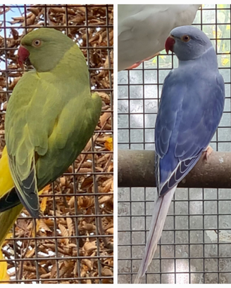 Coppia parrocchetti dal collare