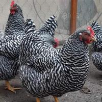 Ovaiole barred rock