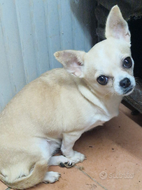 Chihuahua femmina cn pedigree