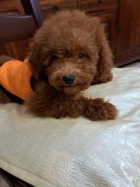 Barboncino red cucciolo con pedigree