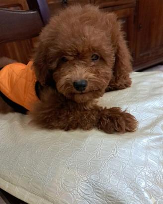 Barboncino red cucciolo con pedigree