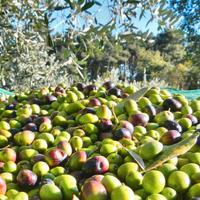 raccolta olive per olio o piante o attrezzatura