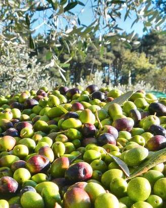 raccolta olive per olio o piante o attrezzatura