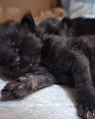 Cuccioli Maine Coon con Pedigree