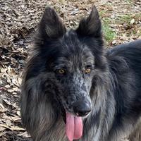 Lagorai enci esenti displasia e malattie genetiche