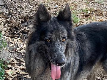 Lagorai enci esenti displasia e malattie genetiche