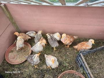 Pulcini gallina