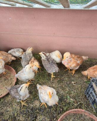 Pulcini gallina