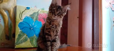 Maine Coon cucciola XXL