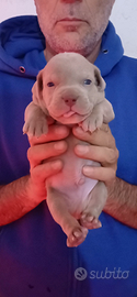 American bully