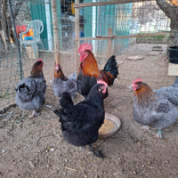 Marans nero/blu ramato