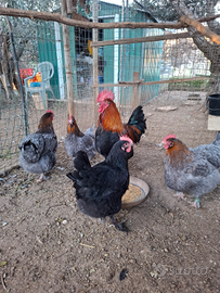 Marans nero/blu ramato