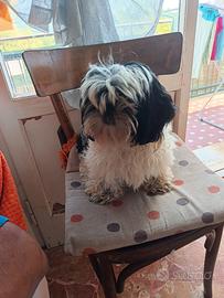 Cuccioli di shihtzu