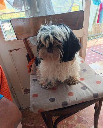 Cuccioli di shihtzu