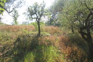 Rif. 242b terreno a montesilvano